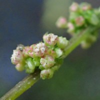 Laportea interrupta (L.) Chew